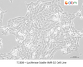 SK-N-AS Stably Overexpresisng THAP1 L180S  - Clone 8 – Figure 1 of 1