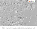 Human Primary Normal Small Intestinal Epithelial Cells | Applied Biological Materials (abm)