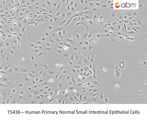Human Primary Normal Small Intestinal Epithelial Cells | Applied Biological Materials (abm)