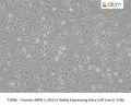 Human ABIN-1 LIR1+2 Stably Expressing HeLa Cell Line (L-538) | Applied Biological Materials (abm)