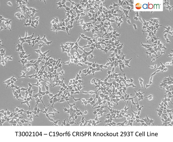 C19orf6 CRISPR Knockout 293T Cell Line – Figure 1 of 1