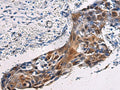 SORD Polyclonal Antibody – Figure 1 of 2