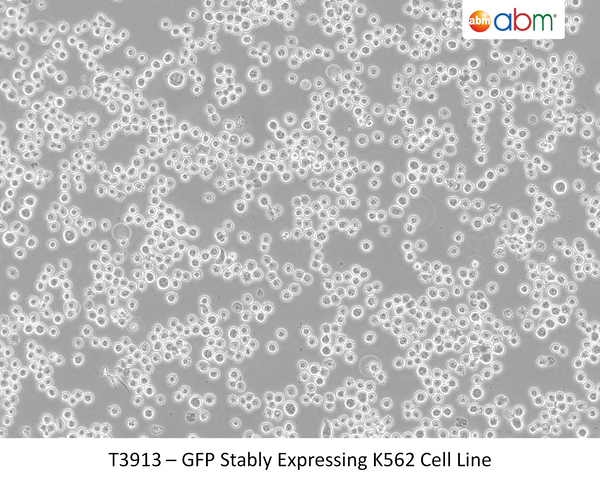 GFP Stably Expressing K562 Cell Line | Applied Biological Materials (abm)