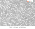 HCK Stable Ba/F3 Cell Line | Applied Biological Materials (abm)
