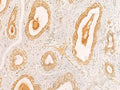 ZNF580 Polyclonal Antibody – Figure 1 of 2