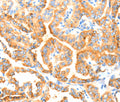 MANF Polyclonal Antibody – Figure 1 of 3