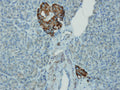 Cytoplasmic chromogranin A expression in normal pancreatic islets of Langerhans, anti-chromogranin A (DB 158), IHC.