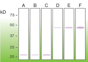 Western blot of bax in mouse brain (A), rat brain (B), HEK293 (C); GST-bax recombinant at 100/200/500 ng (D–F), anti-bax (DB 123).