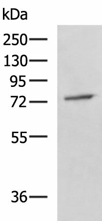 GPCPD1 Polyclonal Antibody – Figure 1 of 4