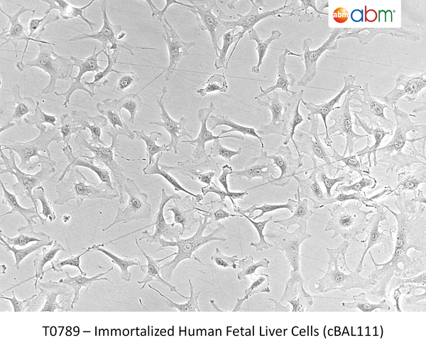 Immortalized Human Fetal Liver Cells (cBAL111) | Applied Biological Materials (abm)