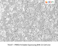 PRRSV N Stable Expressing BHK-21 Cell Line | Applied Biological Materials (abm)