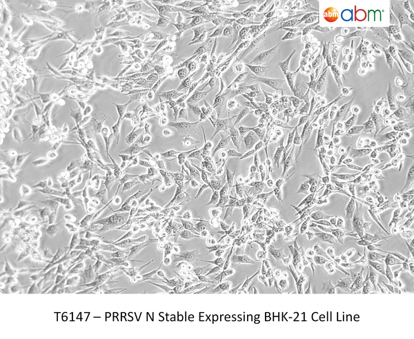 PRRSV N Stable Expressing BHK-21 Cell Line | Applied Biological Materials (abm)