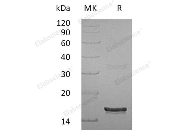 Recombinant Human Interferon γ/IFNG Protein – Figure 1 of 2