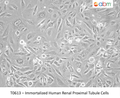 Immortalized Human Renal Proximal Tubule Cells | Applied Biological Materials (abm)
