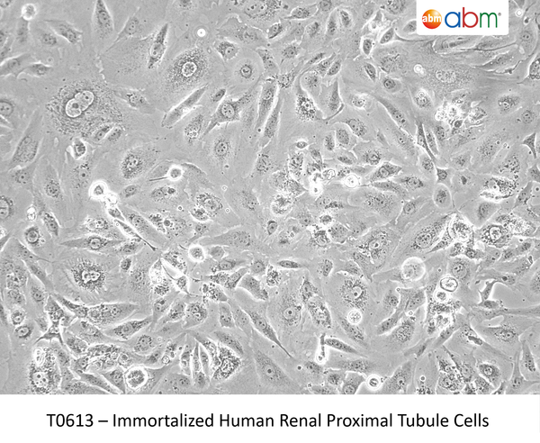 Immortalized Human Renal Proximal Tubule Cells | Applied Biological Materials (abm)