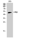c-Myc Polyclonal Antibody – Figure 1 of 4