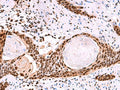 SF3B3 Polyclonal Antibody – Figure 1 of 3