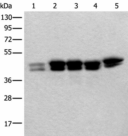 TIA1 Polyclonal Antibody – Figure 1 of 4
