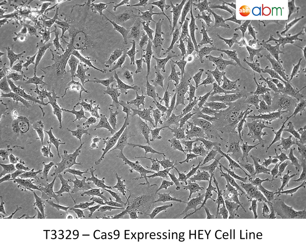 Cas9 Expressing HEY Cell Line | Applied Biological Materials (abm)