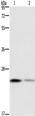 EMC8 Polyclonal Antibody – Figure 1 of 4