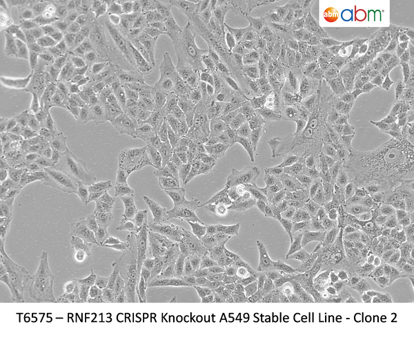 RNF213 CRISPR Knockout A549 Stable Cell Line - Clone 2 | Applied Biological Materials (abm)