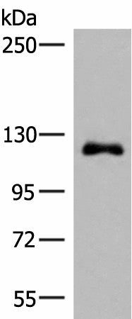 ARHGAP45 Polyclonal Antibody – Figure 1 of 2