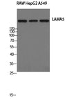 Laminin alpha5 Polyclonal Antibody – Figure 1 of 2