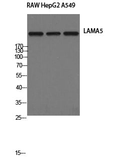 Laminin alpha5 Polyclonal Antibody – Figure 1 of 2