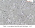 Immortalized Human Gingival Fibroblasts - hTERT – Figure 1 of 1