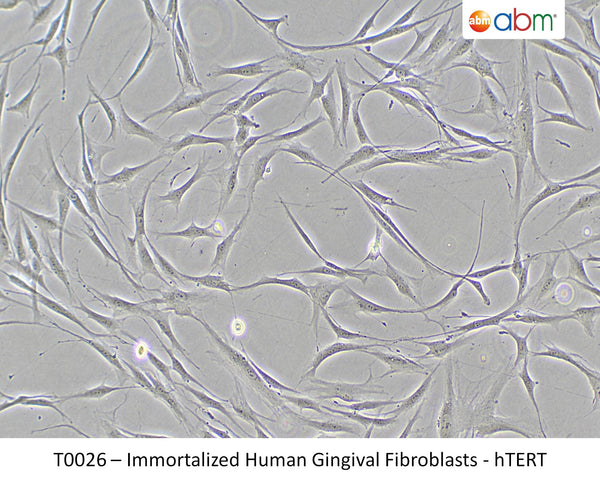 Immortalized Human Gingival Fibroblasts - hTERT – Figure 1 of 1