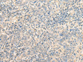 MR1 Polyclonal Antibody – Figure 1 of 2