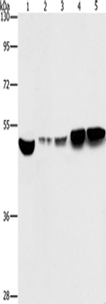 ENO1 Polyclonal Antibody – Figure 1 of 5