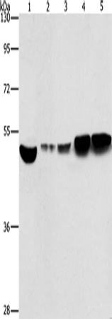 ENO1 Polyclonal Antibody – Figure 1 of 5