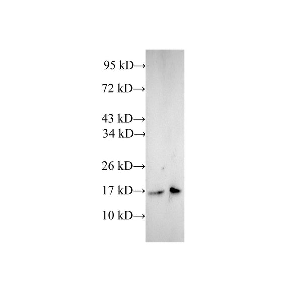CFL1 Polyclonal Antibody – Figure 1 of 2