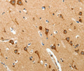 BIRC6 Polyclonal Antibody – Figure 1 of 3