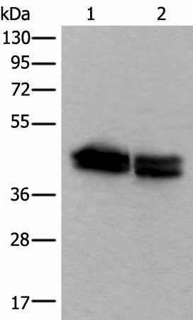 TIA1 Polyclonal Antibody – Figure 1 of 4