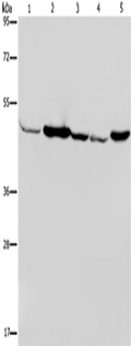 IDH2 Polyclonal Antibody – Figure 1 of 4