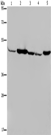 IDH2 Polyclonal Antibody – Figure 1 of 4