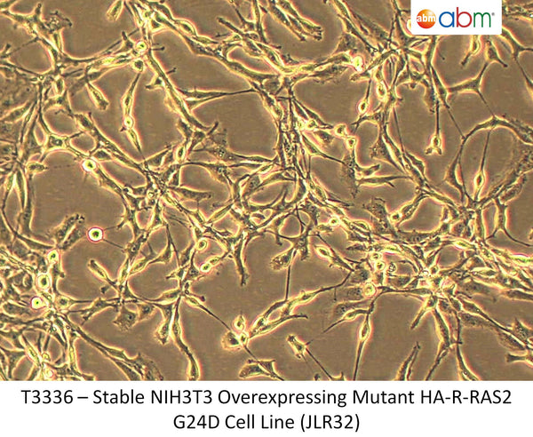 Stable NIH3T3 Overexpressing Mutant HA-R-RAS2 G24D Cell Line (JLR32) | Applied Biological Materials (abm)