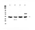 Anti-VEGFD/FIGF Antibody Picoband®