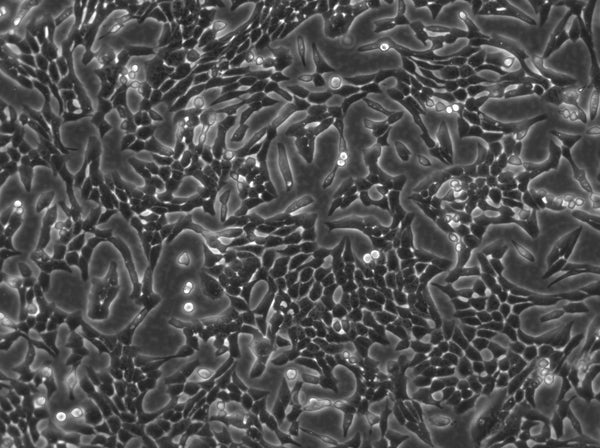 VERO cell