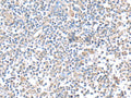 IFI27 Polyclonal Antibody – Figure 1 of 2
