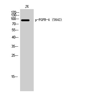 Phospho-FGFR4 (Tyr642) Polyclonal Antibody – Figure 1 of 2