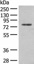 TRMT1 Polyclonal Antibody – Figure 1 of 4