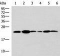 TMED10 Polyclonal Antibody – Figure 1 of 4