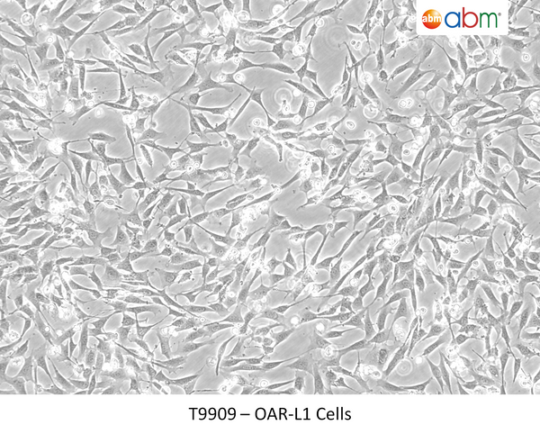 OAR-L1 Cells | Applied Biological Materials (abm)
