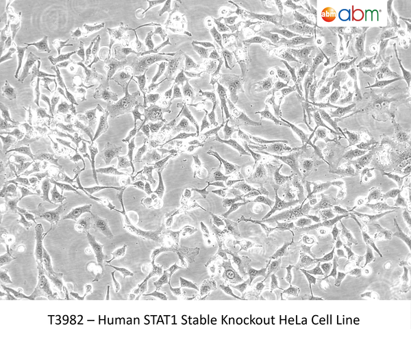 Human STAT1 Stable Knockout HeLa Cell Line | Applied Biological Materials (abm)
