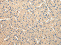 DUSP11 Polyclonal Antibody – Figure 1 of 2