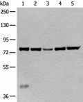 ATF6B Polyclonal Antibody – Figure 1 of 3