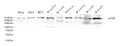 MTOR Polyclonal Antibody – Figure 1 of 2